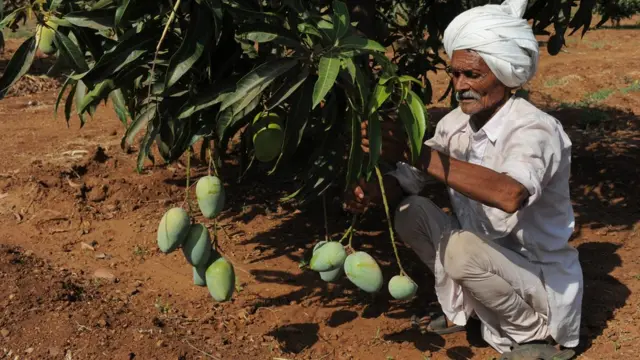 કેસર કેરીની તસવીર