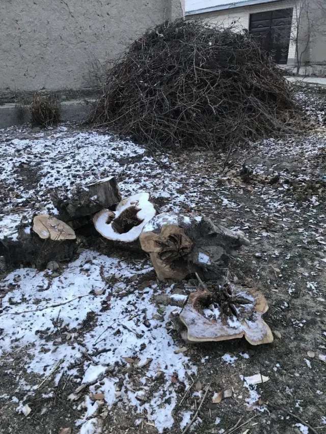 Pantalonlar kiygan qishloq kampirlari bogda ishlashga egildi