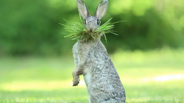 ઘાસ ખાતું સસલું.