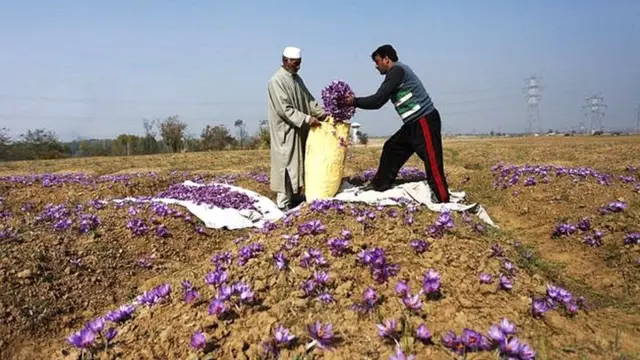 કેસરની ખેતી