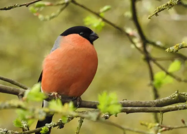 बुलफिंच चिड़िया