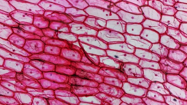 أثير جدل حول استخدام الخلايا التي تنتج بهذه الطريقة