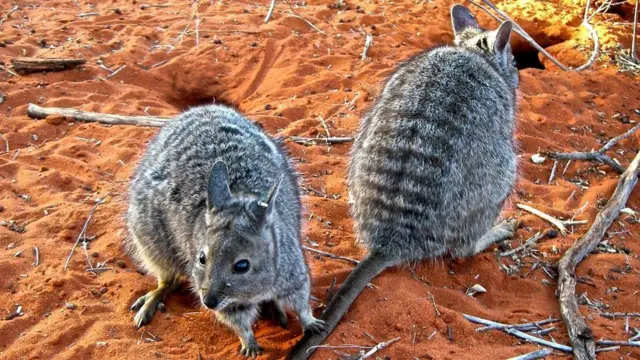 （圖片來源：Linda Reinhold/Parks and Wildlife）