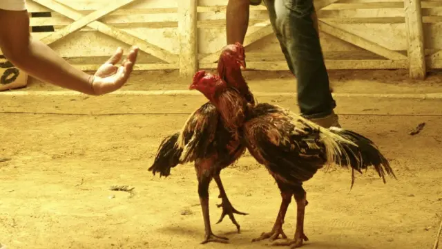 Herilaza est entraîneur, il a remporté deux combats. Mais son coq est mal en point, il a la tête ensanglantée.