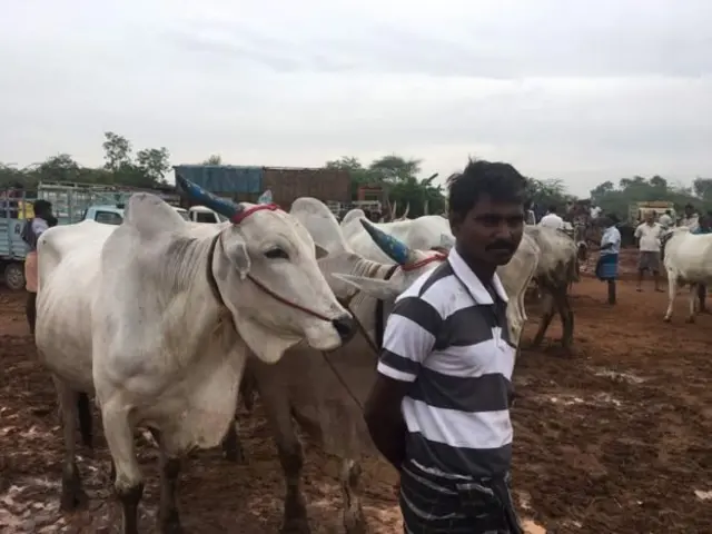மாட்டுச் சந்தை