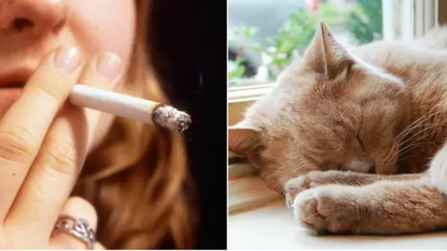 Mulher fumando e gato dormindo