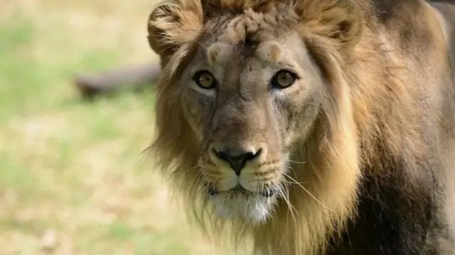 'கிர்' சிங்கங்கள் தொடர்ந்து உயிரிழப்பு: காரணம் என்ன?