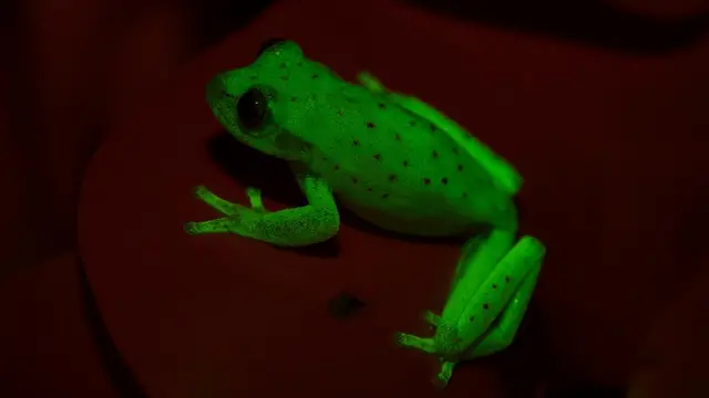 Rana fluorescente.