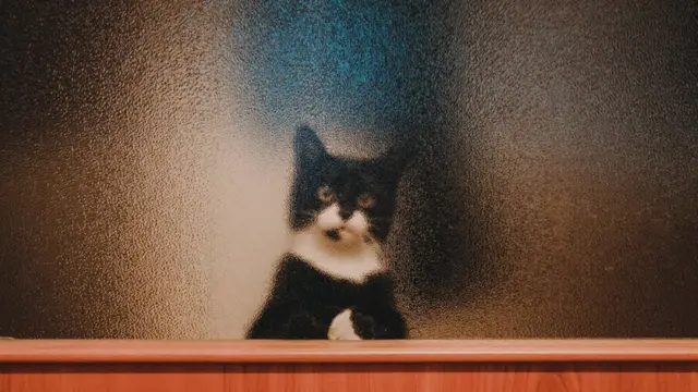 Кот в окне