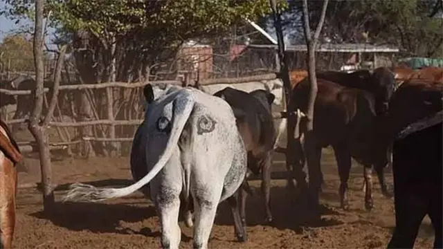 BOTSWANA COW STORY