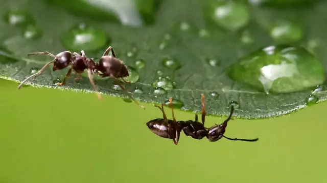 When it comes to our family structures, we have more in common with ants than with other great apes (Credit: Getty Images)