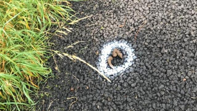 Dog poo painter told to cease and desist by owner BBC News