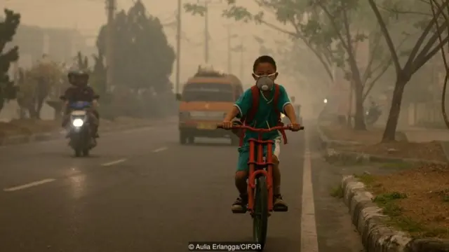 Aulia Erlangga/CIFOR