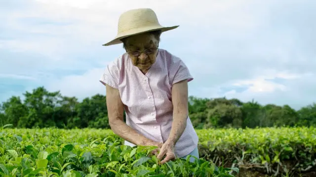 Dona Shimada no meio da plantação