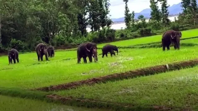 ఏనుగులు