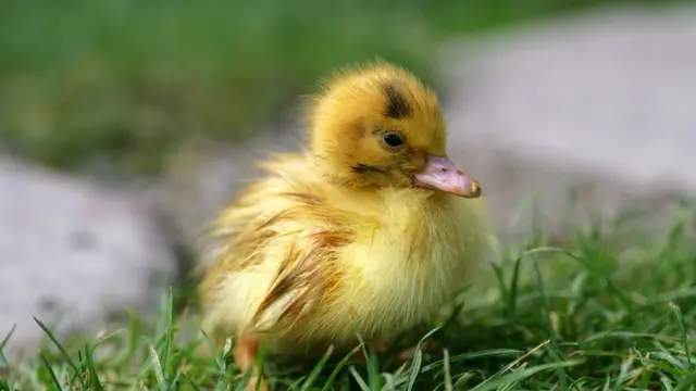 Гадкий утенок