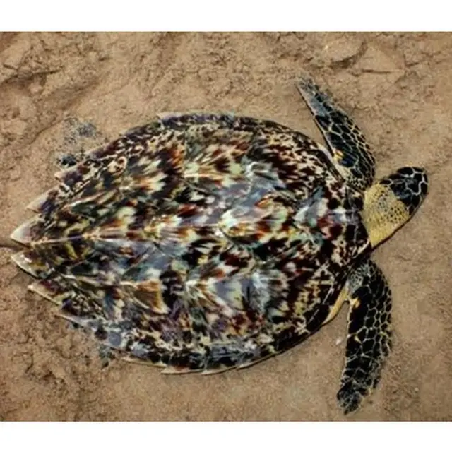පොතු කැස්බෑවා - Hawksbill turtle (Eretmochelysimbricate)