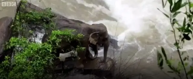 Dua ekor gajah menyelamatkan diri di bebatuan.