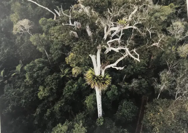 Reserva Natural Vale, no Espírito Santo