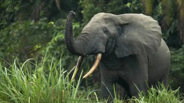 Di animal dey make one million-dollar contribution to carbon capture