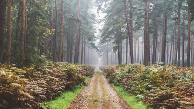 Дорога в графстве Норфол к сосновом лесу