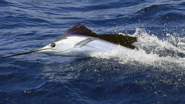 সেইলফিশ