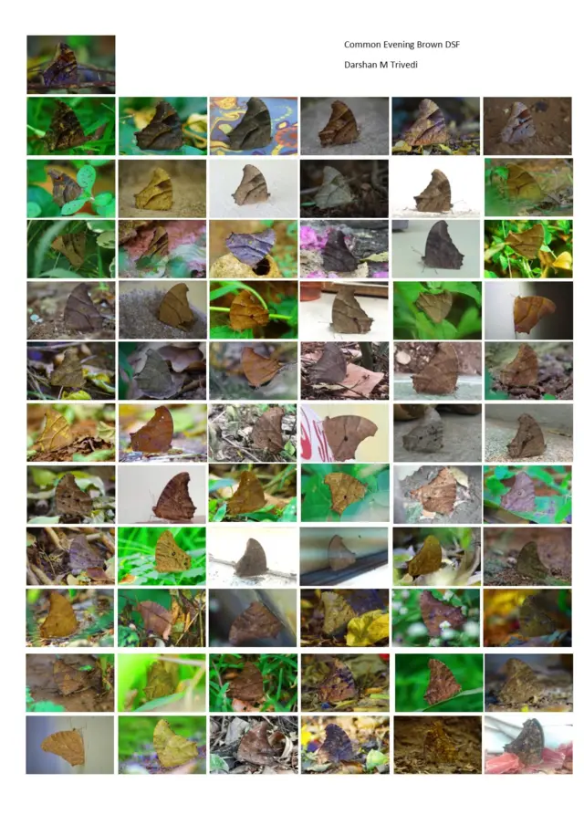 ஒரேவகை பட்டாம்பூச்சியின் 67 தோற்றங்களை படம்பிடித்து சாதனை படைத்துள்ள புகைப்படக்கலைஞர்