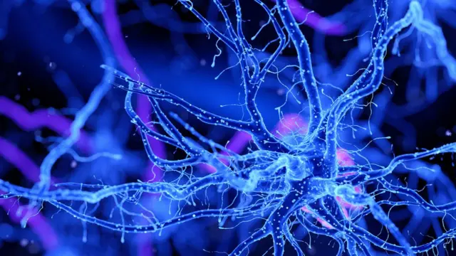 નર્વસ સિસ્ટમ