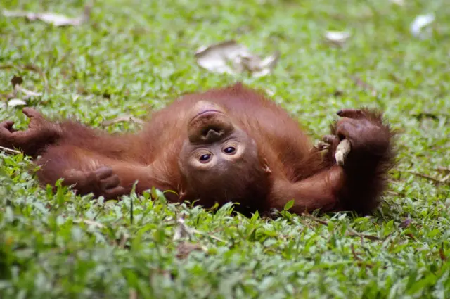orang utan