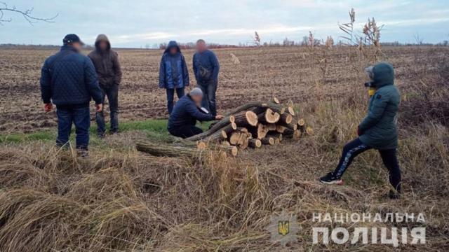 Битва за ліси Приазов'я: чому зникають лісосмуги на Донеччині