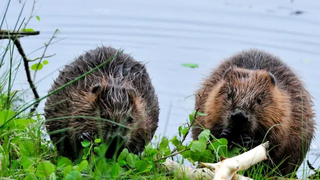 Речных бобров попробовали вновь поселить в некоторых районах Шотландии, и они прижились