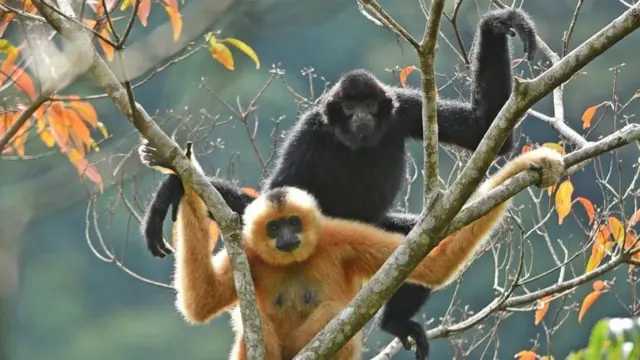 ஜிப்பான் குரங்குகள்