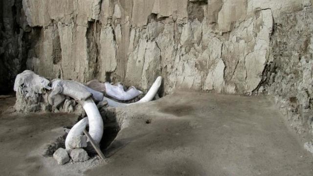 Huesos de mamut que sobresalen en el sitio de excavación de Tultepec