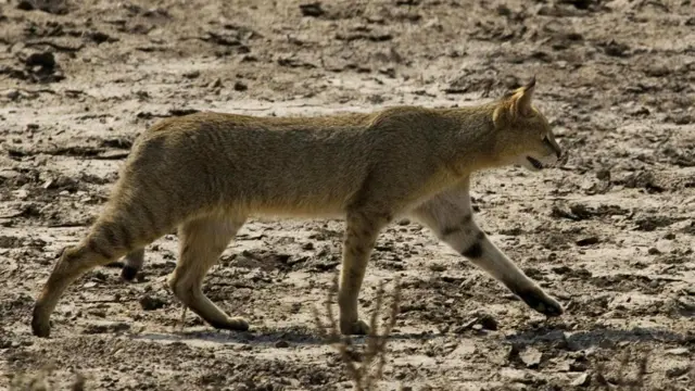 Держать диких кошек без специальной лицензии противозаконно