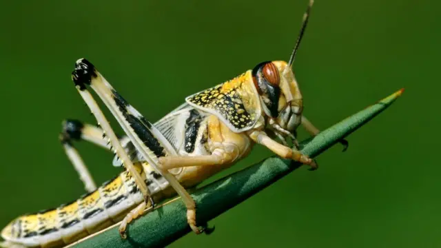 Пустынная саранча (Schistocerca gregaria)