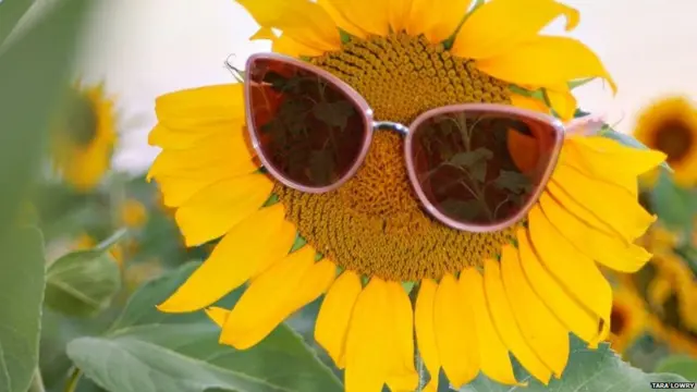 ਤਾਰਾ ਲੋਰੀ ਦੁਆਰਾ ਖਿੱਚੀ ਗਈ ਤਸਵੀਰ