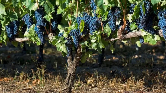 Виноградний кущ