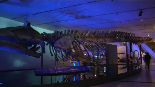 โครงกระดูกวาฬสีน้ำเงิน