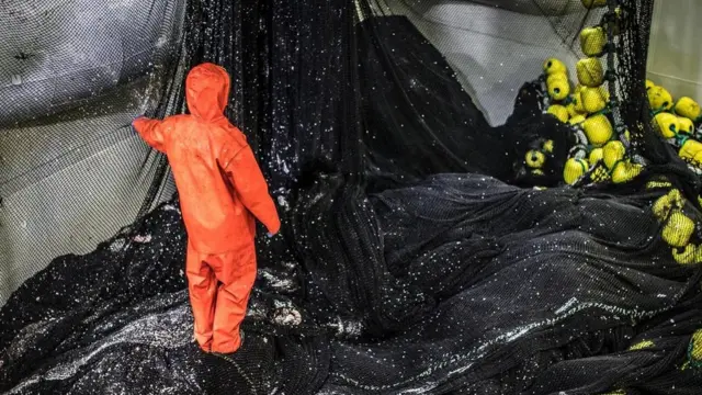 كيف تتأكد من أن الأسماك التي تتناولها آمنة؟