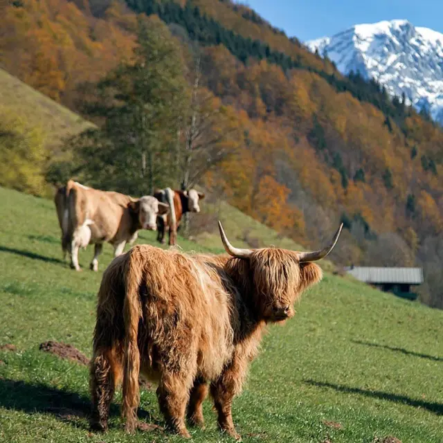 Быка в Баварских Альпах сфотографировала @stasy_ph.