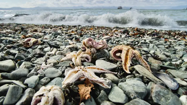 Morske zvezde i ježevi su najviše stradali od trovanja