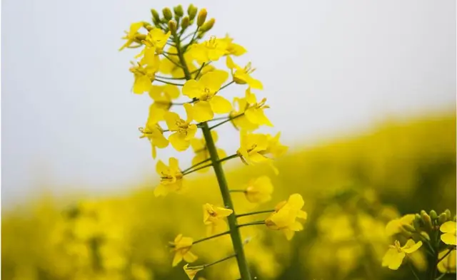 ખાદ્ય તેલ