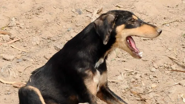 ریبیز سے بچاؤ