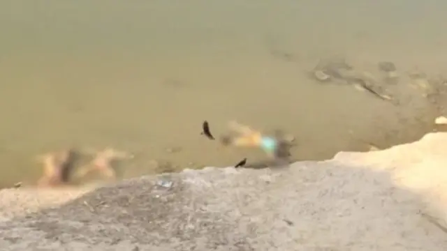 बिहार, उत्तर प्रदेश, कोरोना