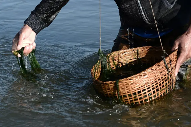 แม่น้ำโขง, กรอบความร่วมมือการประชุมแม่น้ำล้านช้าง-โขง, คณะกรรมาธิการลุ่มแม่น้ำโขง, MRC, หวัง อี้, กระทรวงการต่างประเทศจีน, ไก, สาหร่ายน้ำจืด, เชียงของ, เชียงราย, ผลกระทบ, เขื่อน, มณฑลยูนนาน, แม่น้ำล้านช้าง, สำนักเลาขาธิการความร่วมมือแม่น้ำล้านช้าง-โขง