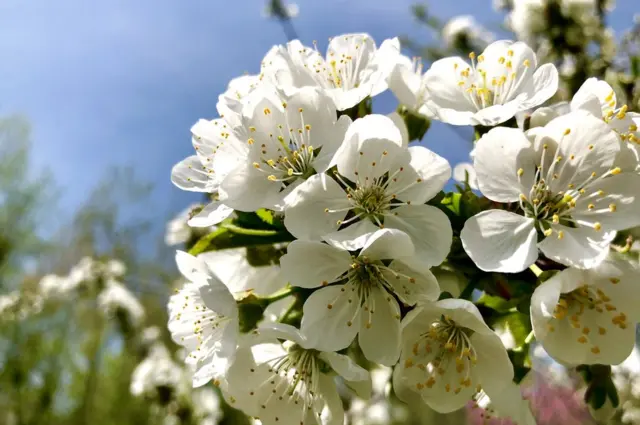 ਕਸ਼ਮੀਰ ਚ ਬਹਾਰ ਦੌਰਾਨ ਖਿੜੇ ਫੁੱਲ