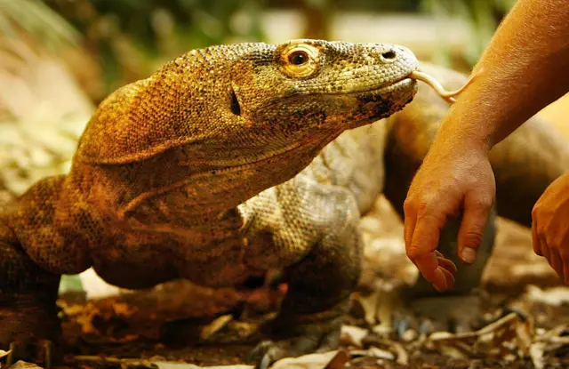 มังกรโคโมโดเป็นสัตว์เลื้อยคลานจำพวกตุ๊กแกที่มีขนาดใหญ่ที่สุดในโลก