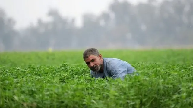 ግብጻውያን ሓረስቶት