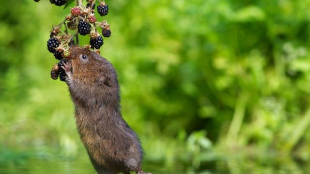 Animal comendo fruta