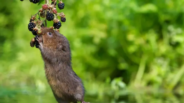 Animal comendo fruta